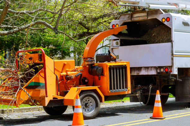 Professional Tree Removal and Landscaping Services in Bloomingdale, IL